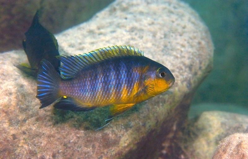 Tropheops gracilior 'Mara Rocks'